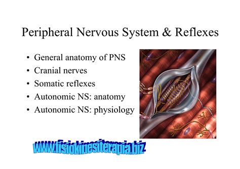 Peripheral Nervous System And Reflexes Docslib