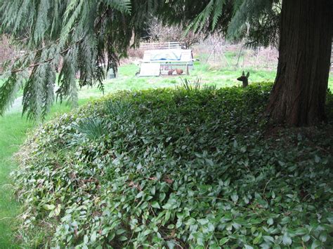 They can help to lower your yard maintenance, suppress weeds, and they fight erosion to help keep your yard looking healthy and lush. Weeding on the Wild Side: Enduring Evergreen Ground Covers