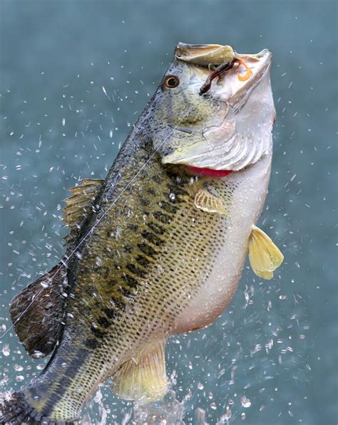 Leaping Largemouth Bass Micropterus Salmoides A Big Beautiful Leaping Largem Ad