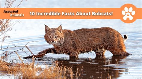 10 Incredible Facts About Bobcats Youtube