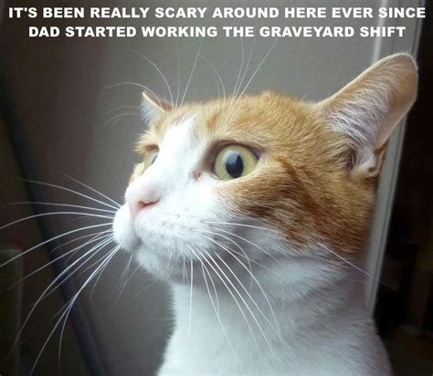 Its Been Really Scary Around Here Lolcats Lol Cat Memes Funny