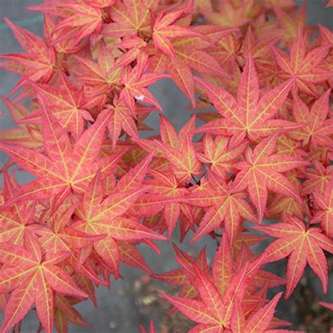 Acer Palmatum Corallinum Japanese Maple Essence Of The Tree