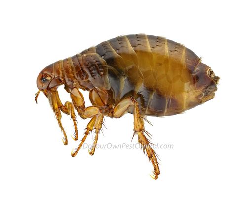 How To Get Rid Of Fleas Do It Yourself Pest Control