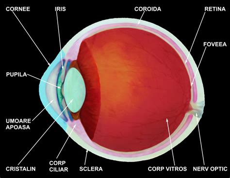 Anatomia Ochiului Ochelari Lentile De Contact Consultatii