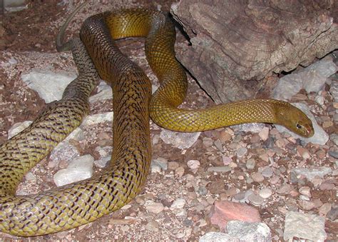 Most Venomous Snakes Worlds Deadliest Snake Reptile Gardens