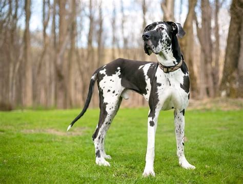 The cost of dog shots also varies from one vet to another in most communities. How Much Does A Great Dane Cost? The Complete Buyer's ...
