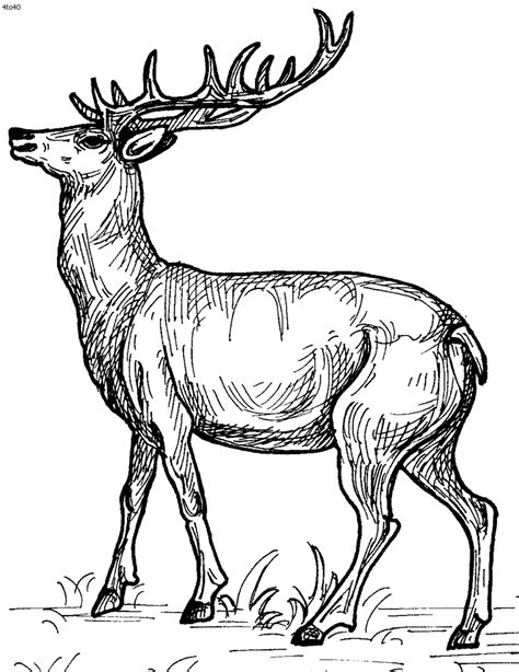 Red Deer Coloring Pages Download And Print For Free