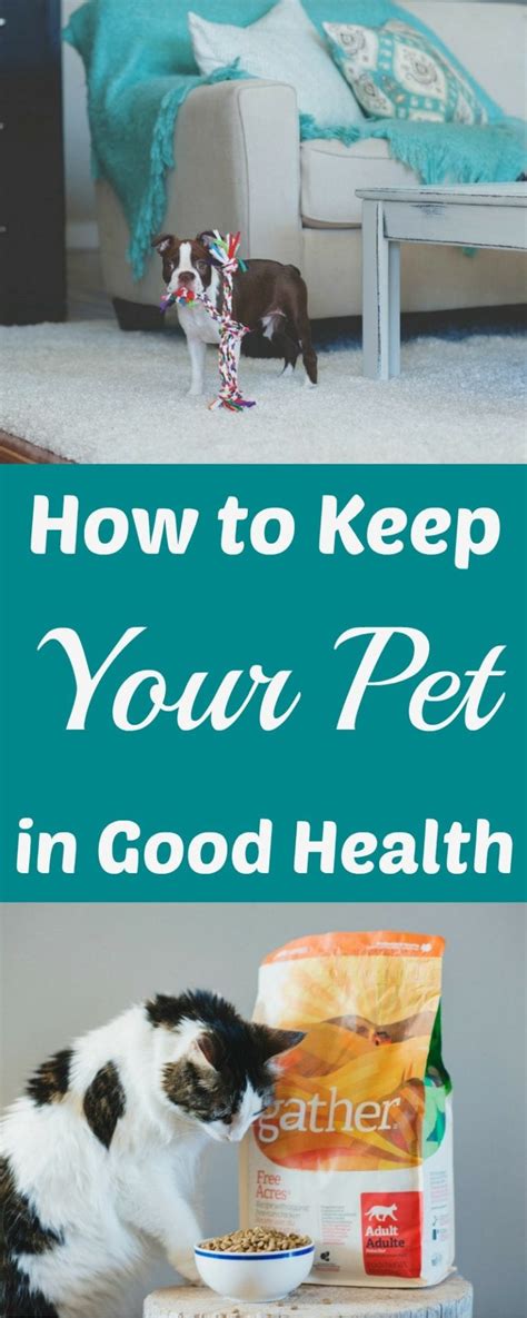 How To Keep Your Pet In Good Health Ottawa Mommy Club