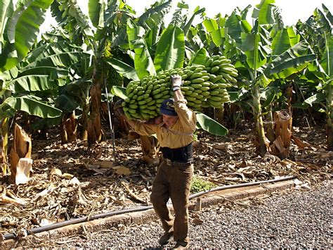 The Banana Workers Of Tenerife