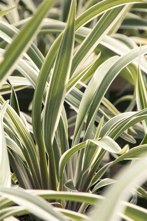Wyeena Flax Lily Dianella Tasmanica Tas300 Monrovia Plant