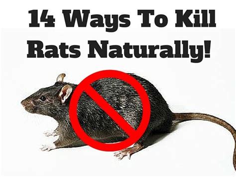 How To Control Mice Naturally D Gilberto Pittman