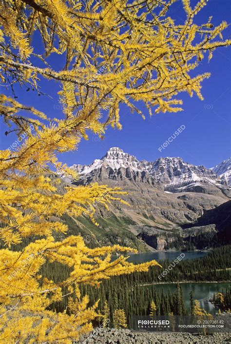 Alpine Larches In Autumnal Scenery With Lakes And Mountains In Yoho