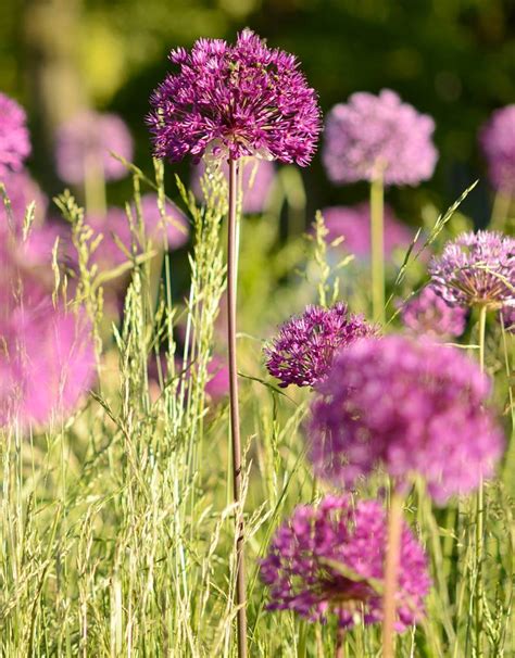 Buy Allium Purple Sensation Dutch Garlic De Warande