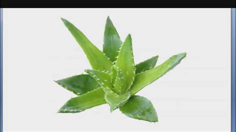 Aloe Vera Medicine Plant Of Immortality And Most Impressive Herb Youtube