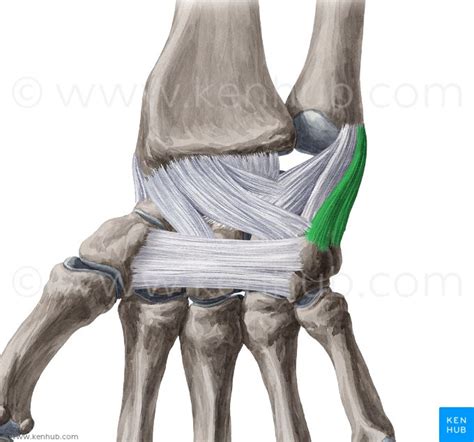 Medial Collateral Ligament Injury Christina Cruz