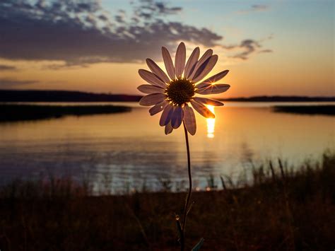 Flower Sunset Lake Free Photo On Pixabay