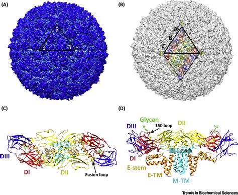 Structural Biology Of The Zika Virus Trends In Biochemical Sciences