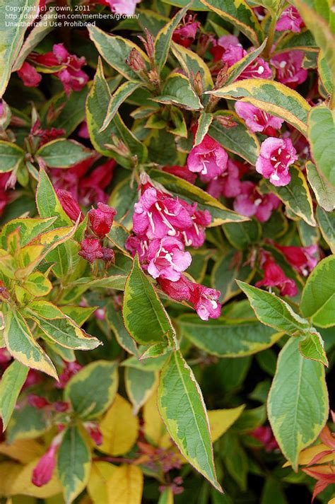 Plantfiles Pictures Weigela French Lace Weigela Florida By Kniphofia