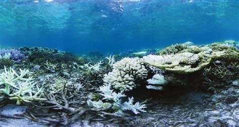 Human Impact On Coral Reefs