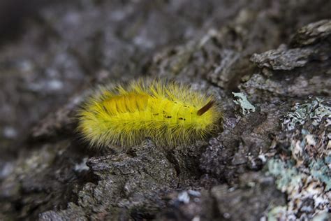 3,223 yellow caterpillar stock video clips in 4k and hd for creative projects. Yellow Tussock Moth Caterpillar on Black Rock Close Up ...