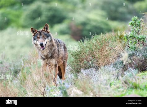 Iberian Wolf Portrait Canis Lupus Signatus Stock Photo Alamy