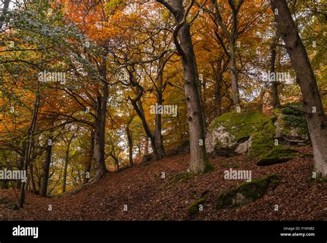 Autumn Colours In Faskally Wood Pitlochry Perthshire Scotland Stock