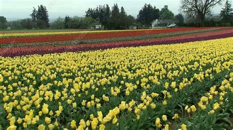 Field Of Tulips At Woodburn Tulip Farm Stock Video Clip K0013785