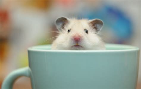 Animal Hamster Hd Wallpaper