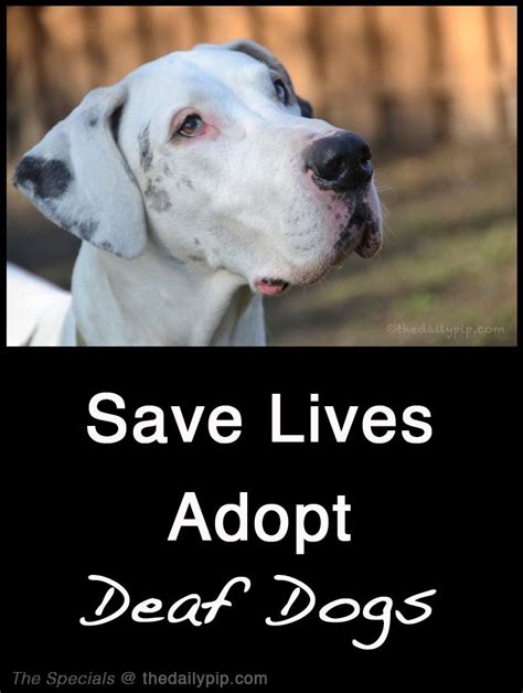 Special Needs Dog Adoption Private Adoption Dog Adoption Information