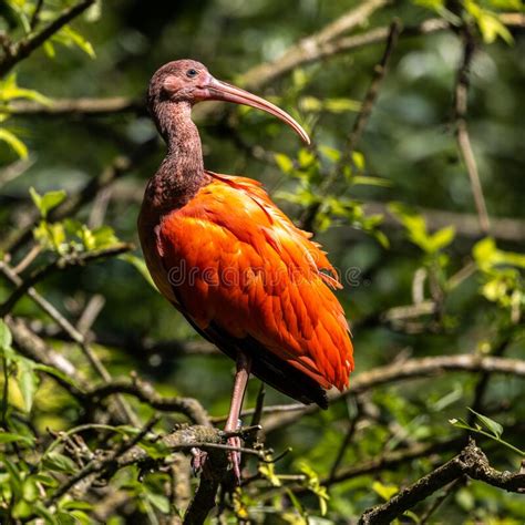 Scarlet Ibis Eudocimus Ruber Wildlife Animal In The Zoo Stock Image