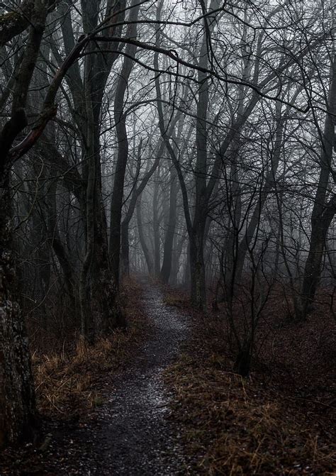 4k Free Download Forest Fog Path Autumn Hd Phone Wallpaper Peakpx