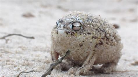 Viral Video Of The Day Worlds Cutest Frog Desert Rain Frog