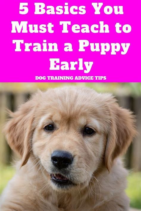 5 Basics You Must Teach To Train A Puppy Early In 2020 With Images