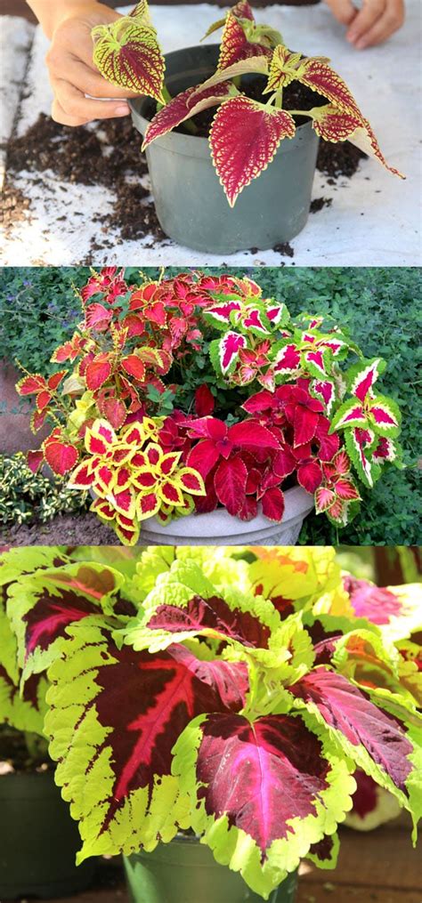 Coleus Lovers Guide Grow Tips Easy Propagation And Beautiful