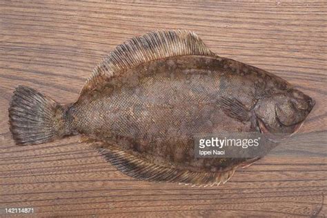 Whole Flounder Photos And Premium High Res Pictures Getty Images
