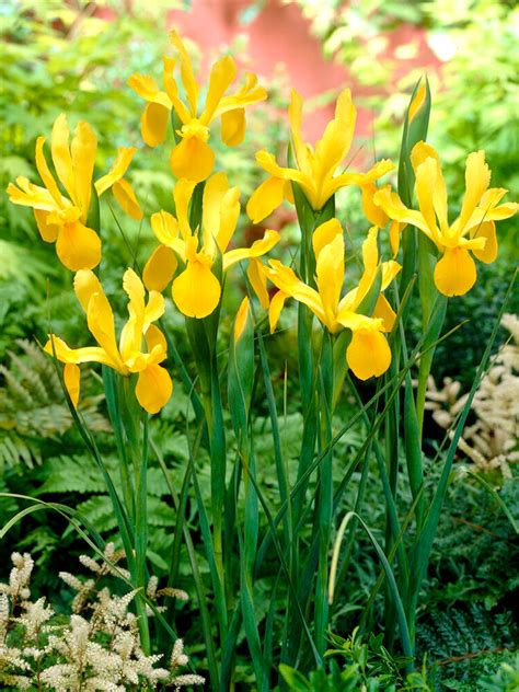 Dutch Iris Golden Harvest Shop Top Quality Flower Bulbs Dutchgrown™