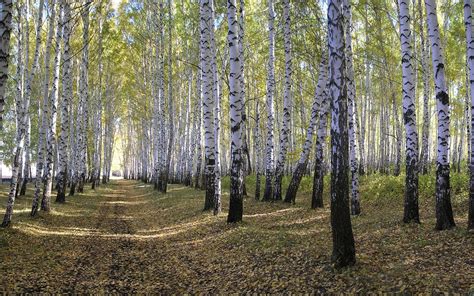 Free Download Wood Wallpaper Birch Nature Wallpapers Hd Desktop Wallpapers 1920x1200 For Your