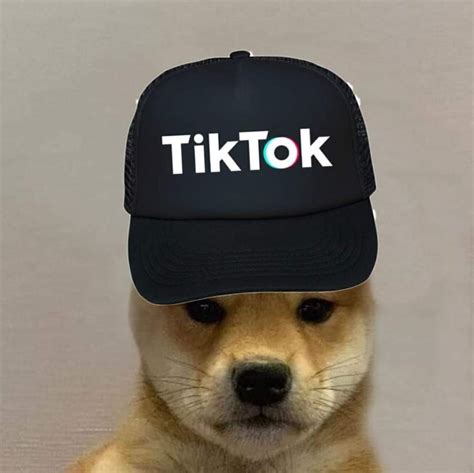 Pin By Stilly On Only Doge Dog Hat Dog Images Dogs