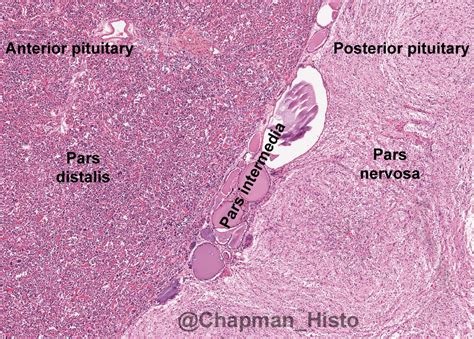 Pituitary Gland Histology