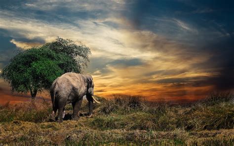 Elephant 4k Wallpaper Hd Wallpaper Background