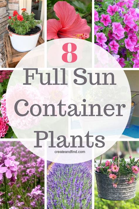 Container Plants For Full Sun Potted Plants Patio