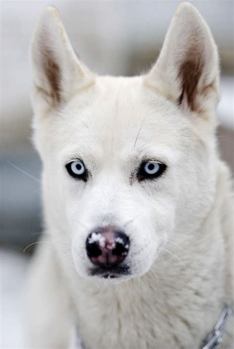 images  white siberian husky  pinterest wolves eyes  siberian husky puppies