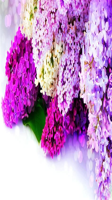 720p Free Download Lilac Flowers Beauty Blossom Flowers God