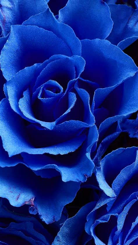 Blue Rose Flowers Close Up Wallpaper Papel De Parede Flor Azul