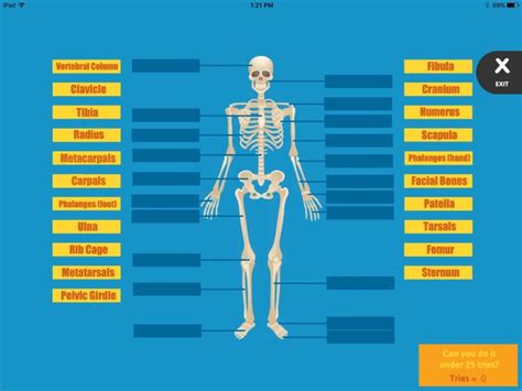 Learn The Skeletal System Label The Bones Abcya Computer Teacher