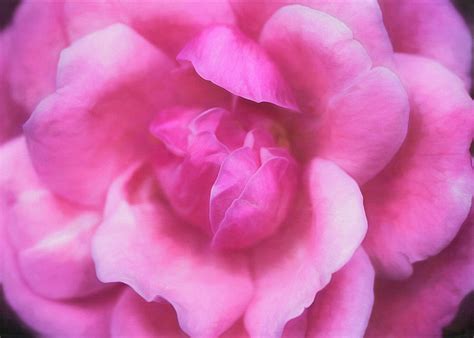 Silky Rose Photograph By Cindi Ressler Fine Art America