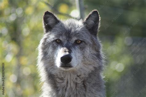 Wolf Rocky Mountains Wolf Canis Lupus Stock Photo Adobe Stock