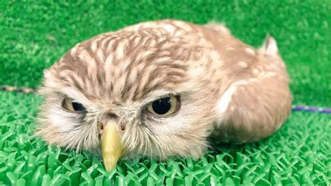 Cute Fluffy Baby Owls