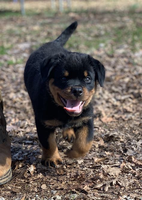 Producing rottweiler puppies from world famous rottweiler bloodlines, with generations of clear health, looks that stand out from the rest, and temperaments you can trust with your youngest family members. Rottweiler Puppies For Sale | Toccoa, GA #321172 | Petzlover