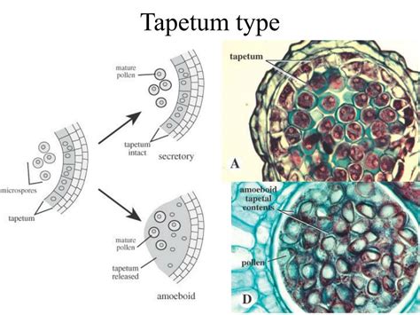 Ppt Plant Embryology Michael G Simpson Powerpoint Presentation Free